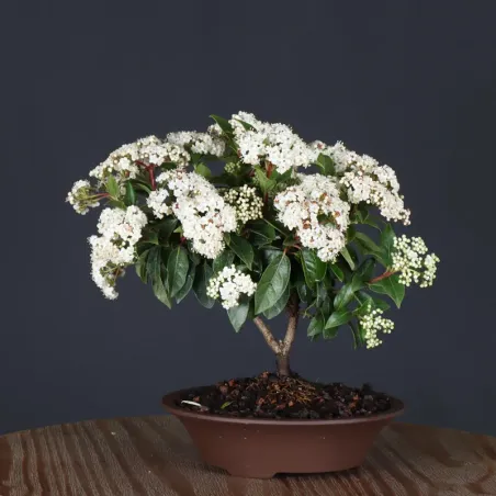 LAURIER TIN "VIBURNUM TINUS" 2-8
