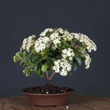 image supplémentaire - LAURIER TIN "VIBURNUM...