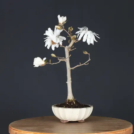 MAGNOLIA STELLATA 3-6