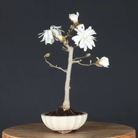 image supplémentaire - MAGNOLIA STELLATA 3-6