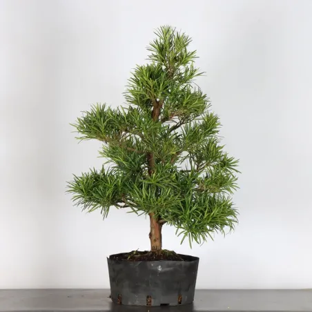 PODOCARPUS