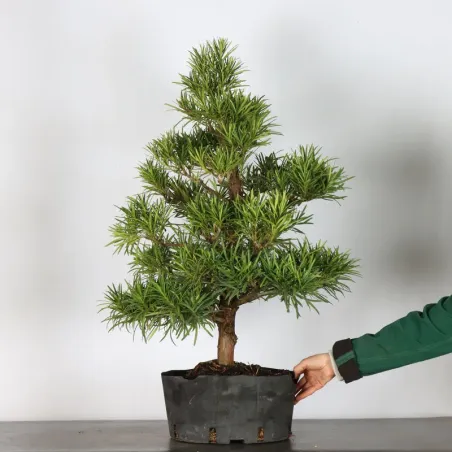 image supplémentaire - BUDDHA PINE "PODOCARPUS" 2-5