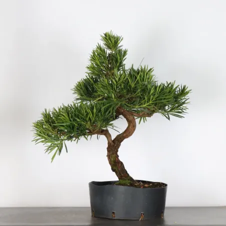 BUDDHA PINE "PODOCARPUS" 2-6