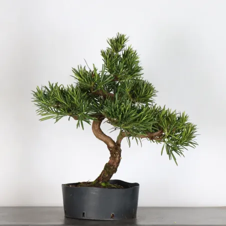 image supplémentaire - PIN DE BOUDDHA "PODOCARPUS"...