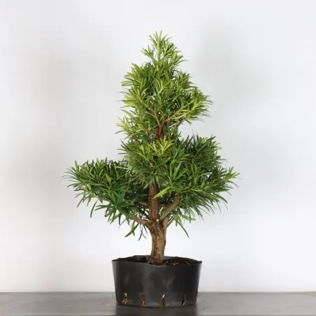 BUDDHA PINE "PODOCARPUS" 3-1