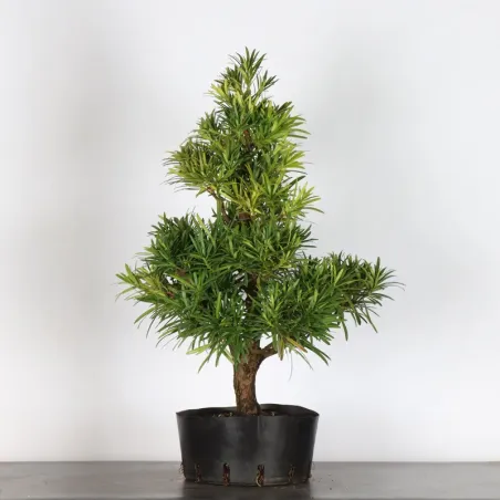 image supplémentaire - BUDDHA PINE "PODOCARPUS" 3-1