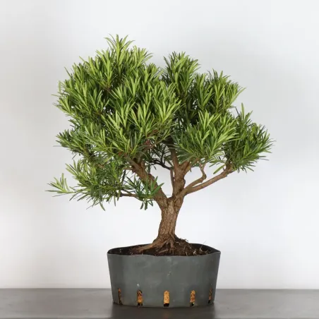 image supplémentaire - BUDDHA PINE "PODOCARPUS" 3-4