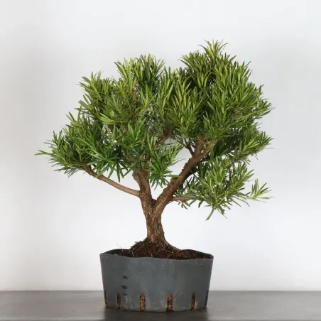 BUDDHA PINE "PODOCARPUS" 3-4