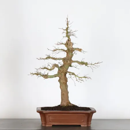 JAPANESE MAPLE "ACER PALMATUM" 4-9