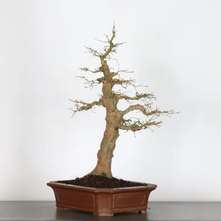 image supplémentaire - JAPANESE MAPLE "ACER...