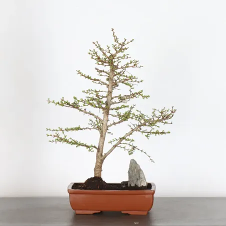 Mélèze "Larix decidua" 1-1