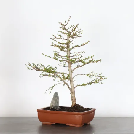 image supplémentaire - LARCH "Larix decidua" 1-1