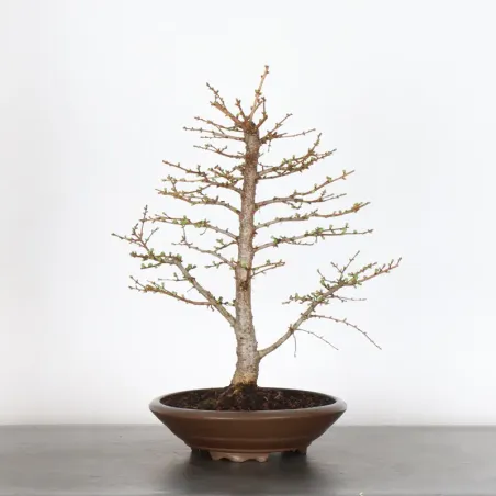 LARCH "Larix decidua" 1-3