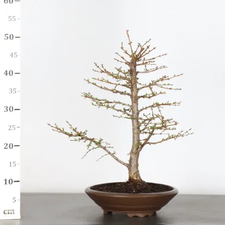 image supplémentaire - Mélèze "Larix decidua" 1-3