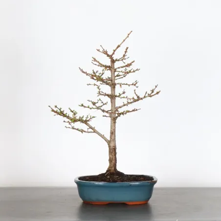 LARCH "Larix decidua" 1-4