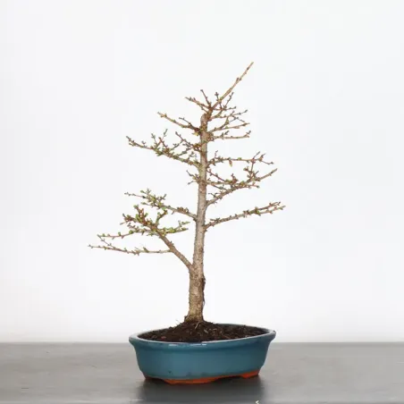 image supplémentaire - LARCH "Larix decidua" 1-4