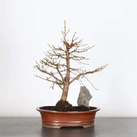 Mélèze "Larix decidua" 1-5