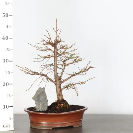 image supplémentaire - Mélèze "Larix decidua" 1-5