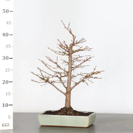 image supplémentaire - Mélèze "Larix decidua" 1-6