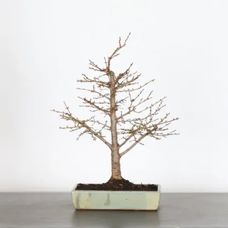 LARCH "Larix decidua" 1-6