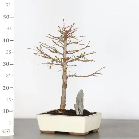 image supplémentaire - LARCH "Larix decidua" 1-7