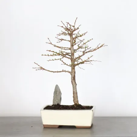 LARCH "Larix decidua" 1-7