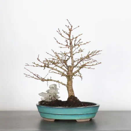 LARCH "Larix decidua" 1-8