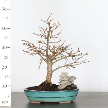 image supplémentaire - Mélèze "Larix decidua" 1-8
