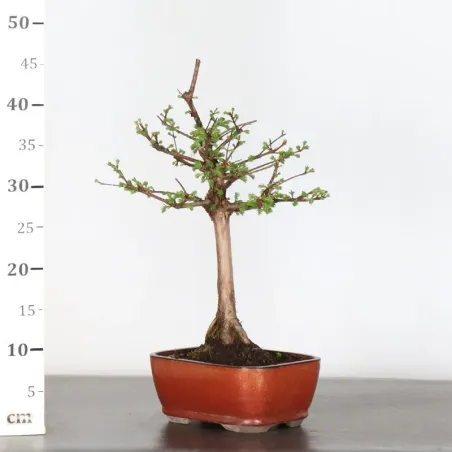 image supplémentaire - METASEQUOIA 1-11