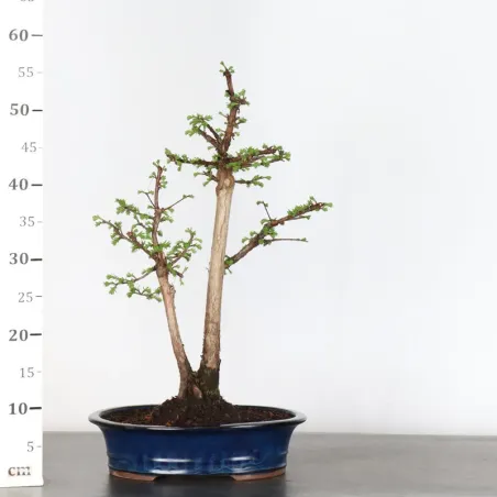 image supplémentaire - MÉTASÉQUOIA 1-12