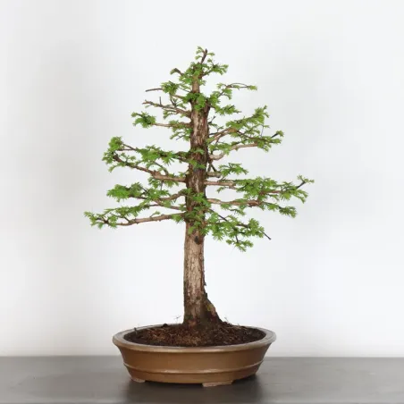 image supplémentaire - METASEQUOIA 1-13