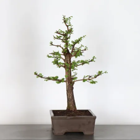 image supplémentaire - MÉTASÉQUOIA 1-14