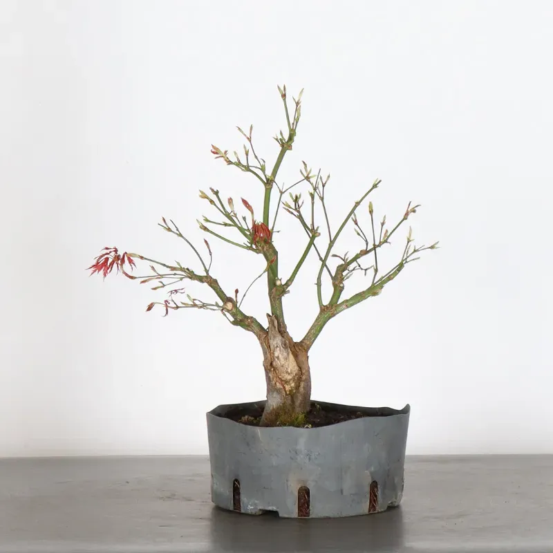 Bonsai Acer Palmatum AP-2-2