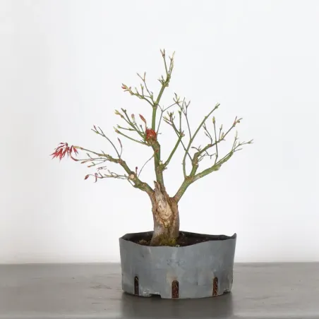 Bonsai Acer Palmatum AP-2-2