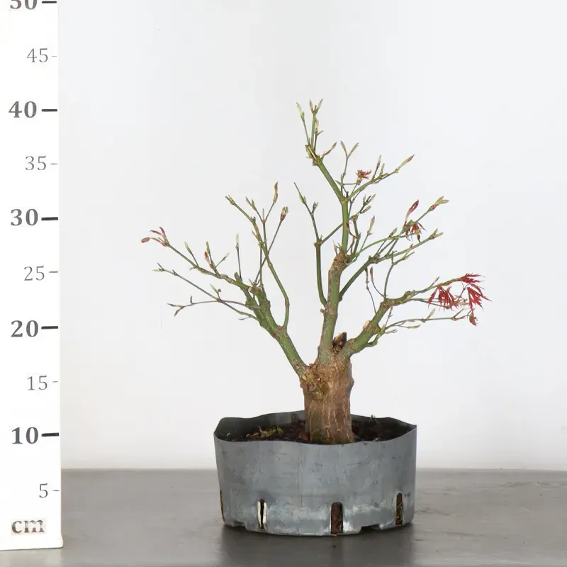 image supplémentaire - ERABLE DU JAPON "ACER...