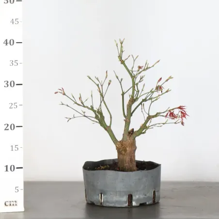 image supplémentaire - ERABLE DU JAPON "ACER...