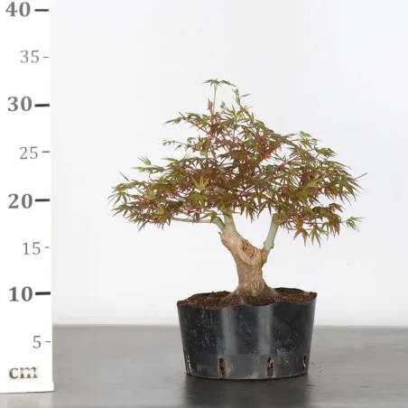 image supplémentaire - ERABLE DU JAPON "ACER...