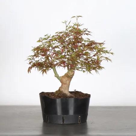 Bonsai Acer Palmatum AP-1-10
