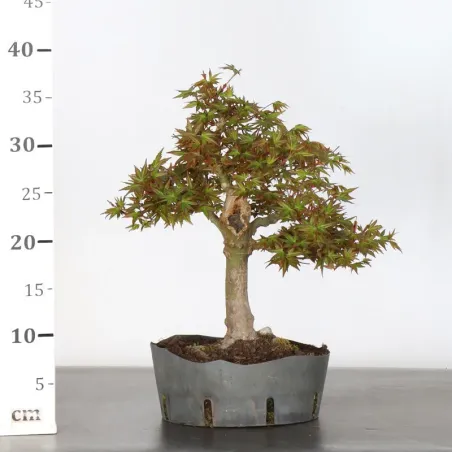 image supplémentaire - ERABLE DU JAPON "ACER...