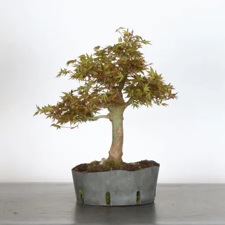 JAPANESE MAPLE "ACER PALMATUM" 1-11