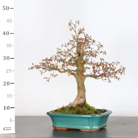 image supplémentaire - ERABLE DU JAPON "ACER...