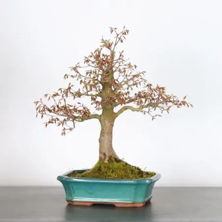 Bonsai Acer Palmatum AP-1-12