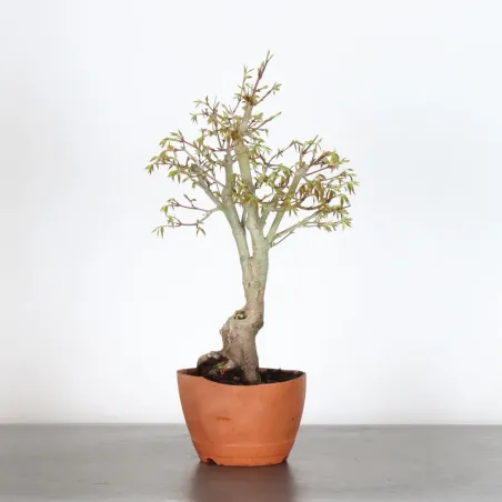 Bonsai Acer Palmatum AP-1-13