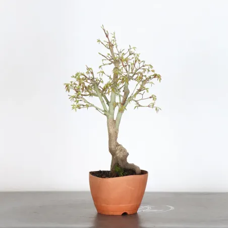 image supplémentaire - JAPANESE MAPLE "ACER...