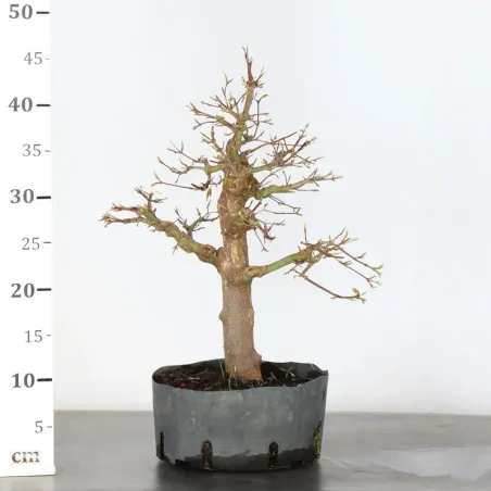 image supplémentaire - ERABLE DU JAPON "ACER...