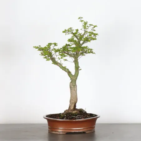 Palmatum Shishigashira Maple Bonsai AS-2-1