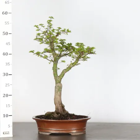 image supplémentaire - BONSAI JAPANESE MAPLE "ACER...