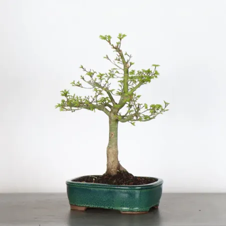 Palmatum Shishigashira Maple Bonsai AS-2-2