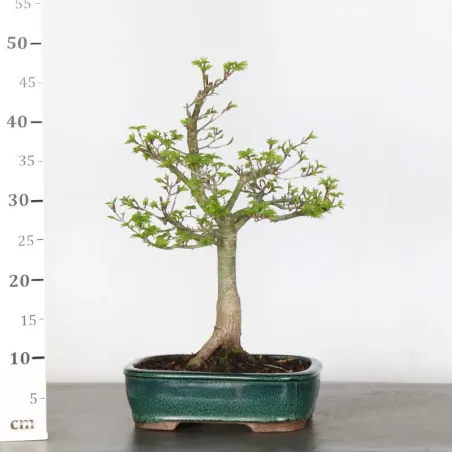 image supplémentaire - BONSAI JAPANESE MAPLE "ACER...