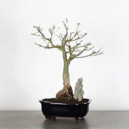 Bonsai Erable Palmatum Shishigashira AS-2-3